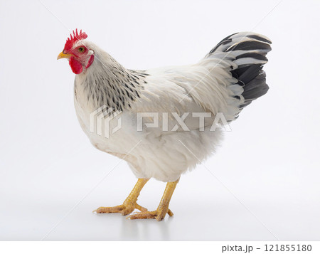 ニワトリ ニワトリ 121855180