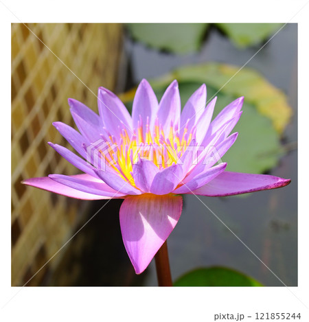 closeup of a beautiful water liliy plant closeup of a beautiful water liliy plant 121855244