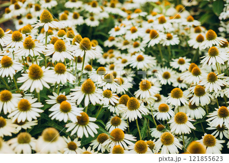 Herbal Echinacea Flowers. Herbal Echinacea or Coneflower flowers in a garden. Close up of a large white daisy, nature background Herbal Echinacea Flowers. Herbal Echinacea or Coneflower flowers in a garden. Close up of a large white daisy, nature background 121855623