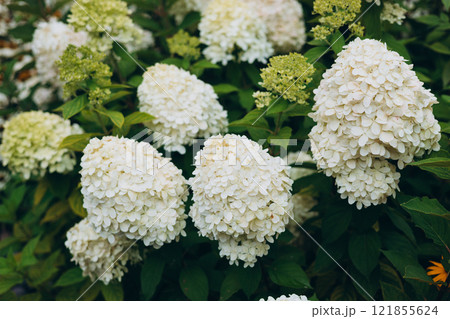 White Hydrangea in the Garden. Blooming white hydrangea plants in full bloom. Nature background White Hydrangea in the Garden. Blooming white hydrangea plants in full bloom. Nature background 121855624