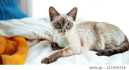 Colorpoint shorthair cat pet, beautiful fur purebred pedigree in home apartment on bed. 121856516