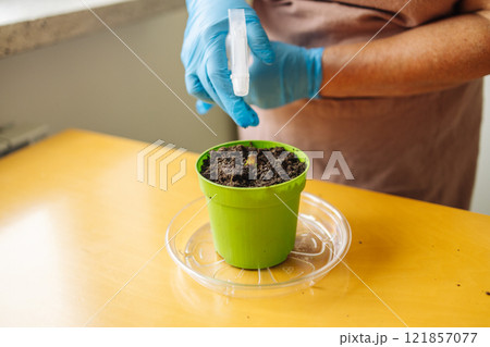 Senior woman gardener hands in blue gloves waters pot with organic tomato vegetable plant at home table Senior woman gardener hands in blue gloves waters pot with organic tomato vegetable plant at home table 121857077