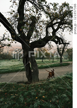 Enjoying a Serene Walk in Nature with Dog Under a Frosty Tree on a Quiet Morning 121857386