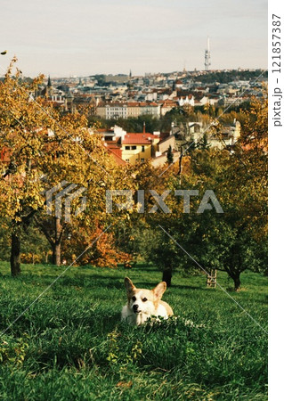Golden Autumn Landscape Featuring a Playful corgi Dog Amidst a Vibrant City View 121857387