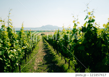 vineyards on Morava with a view of the mountain on a summer day vineyards on Morava with a view of the mountain on a summer day 121857417