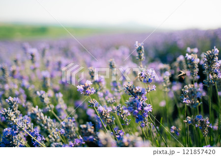 close up bee flies on purple lavender flowers 121857420