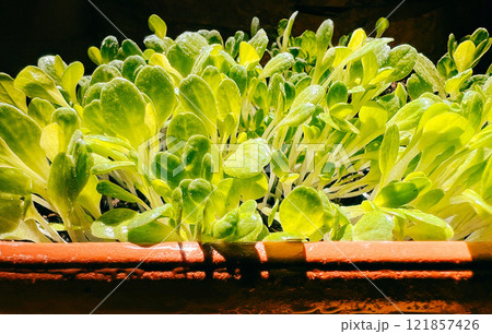 Close-up of fresh microgreens with water droplets, organic healthy food concept 121857426
