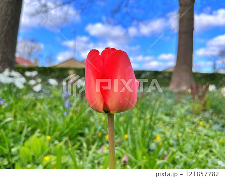 Tulip in garden Tulip in garden 121857782