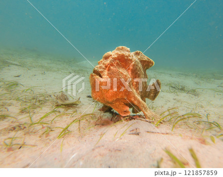 Yellow Giant Frogfish, Antennarius commerson, Puerto Galera, Philippines Yellow Giant Frogfish, Antennarius commerson, Puerto Galera, Philippines 121857859