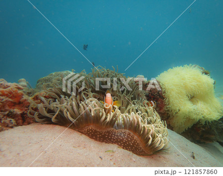 A Clownfish peaking out from its home in a stinging sea anemone A Clownfish peaking out from its home in a stinging sea anemone 121857860