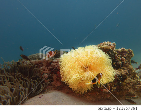 A Clownfish peaking out from its home in a stinging sea anemone A Clownfish peaking out from its home in a stinging sea anemone 121857861