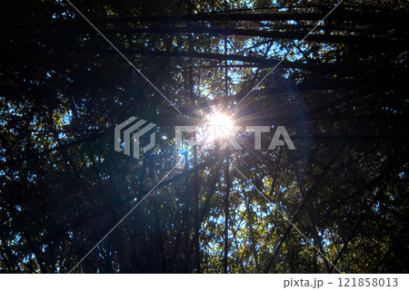 Sunlight Streaming Through a Bamboo Canopy in an Artistic Forest Perspective 121858013