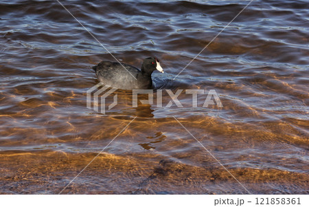 American Coot at Lake Tyler Marina near Whitehouse TX American Coot at Lake Tyler Marina near Whitehouse TX 121858361