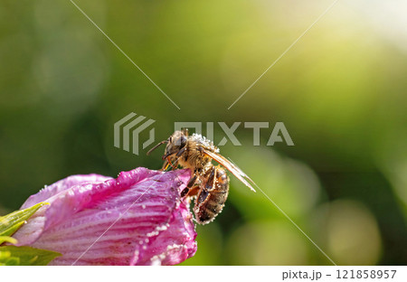 Honey bee is pollinating flower closeup. 121858957