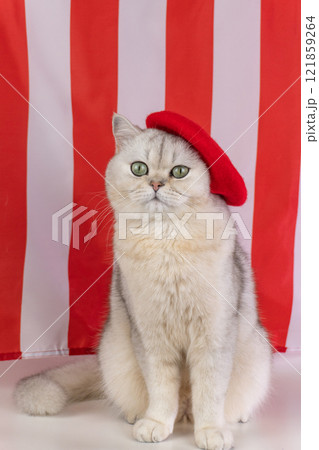 Elegant cat wearing red beret against red and white striped background Elegant cat wearing red beret against red and white striped background 121859264