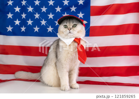 Patriotic cat with red tie and cap in front of american flag 121859265