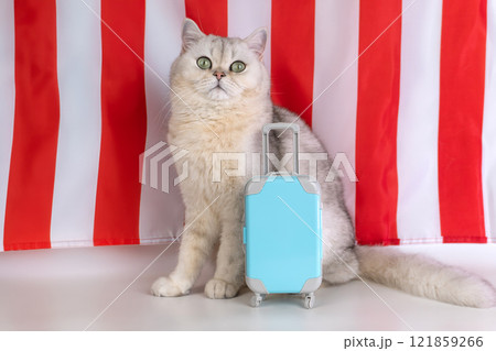 Gray cat with blue suitcase in front of red and white stripes 121859266