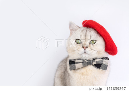 Charming cat in red beret and plaid bow tie against plain background 121859267