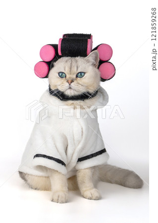 Cute cat with curlers and bathrobe on white background 121859268