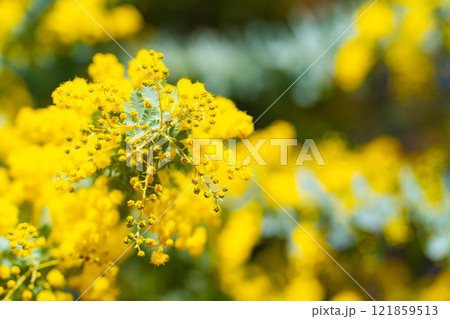 【花素材】ミモザの花と青空【愛知県】 121859513