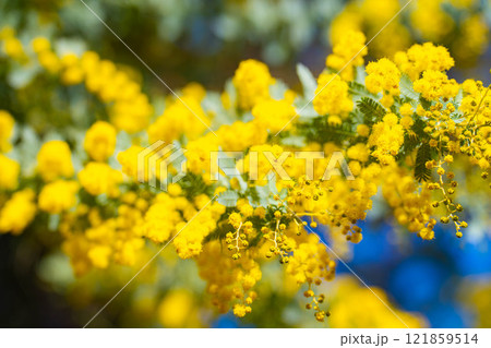 【花素材】ミモザの花と青空【愛知県】 121859514