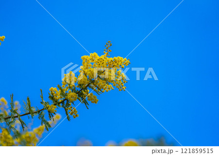 【花素材】ミモザの花と青空【愛知県】 121859515