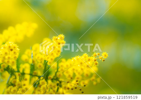 【花素材】ミモザの花と青空【愛知県】 121859519