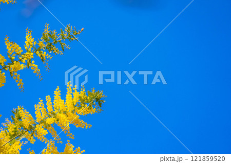 【花素材】ミモザの花と青空【愛知県】 121859520