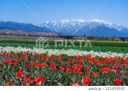 【春の風景】あさひ舟川・春の四重奏【富山県】 121859585