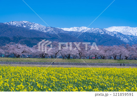 【春の風景】あさひ舟川・春の四重奏【富山県】 【春の風景】あさひ舟川・春の四重奏【富山県】 121859591