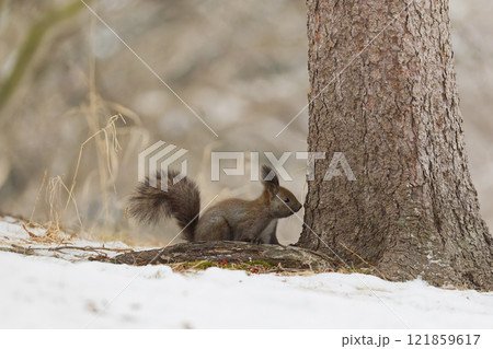 冬のエゾリス 冬のエゾリス 121859617