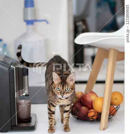 A domestic bengal cat standing on a table, ready to pounce, in a kitchen setting with colorful fruits in a vase adds homey charm and activity to the setting. 121860685