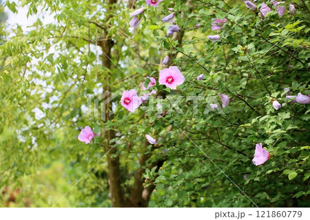 可愛い　ムクゲの花 121860779