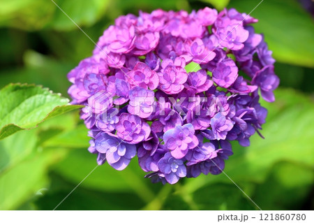 爽やか 八重咲アジサイの花 爽やか 八重咲アジサイの花 121860780