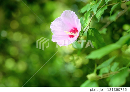 可愛い ムクゲの花 可愛い ムクゲの花 121860786