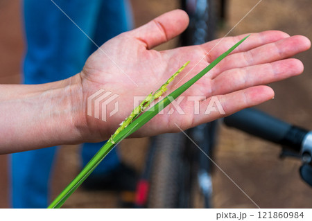 Rice plantation in Mto Wa Mbu 121860984