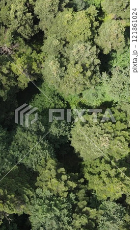 Nature Forest, Natural Environment Forest Nature Forest, Natural Environment Forest 121861024