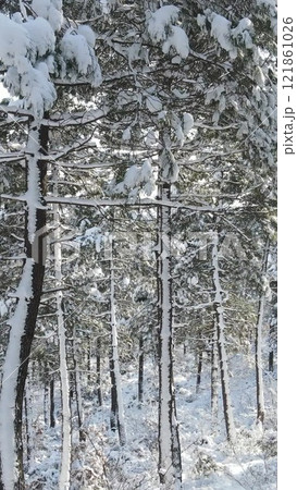 Nature forest, frozen forest trees winter Nature forest, frozen forest trees winter 121861026