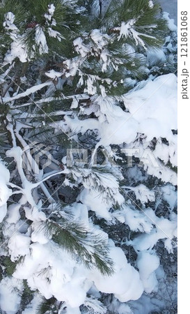 Pine Forest Hilltop Aerial Winter Pine Forest Hilltop Aerial Winter 121861068