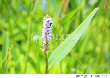 爽やか ポンテデリアの花 爽やか ポンテデリアの花 121861444