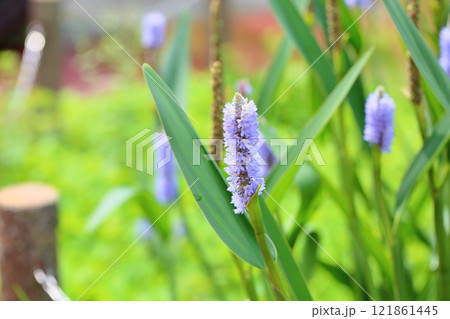 爽やか ポンテデリアの花 爽やか ポンテデリアの花 121861445