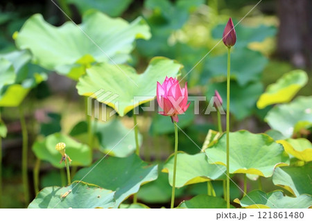 可愛い　ハスの花 121861480