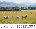 ニュージーランドの羊 121861775