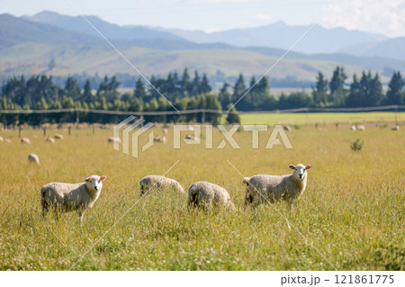 ニュージーランドの羊 121861775