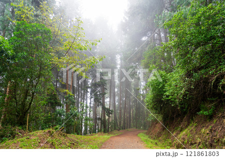 Misty cloud forest shrouded in fog in Cocora Valley, Colombia 121861803