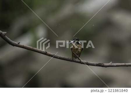 小魚を捕獲して枝に止まるカワセミ 121861840