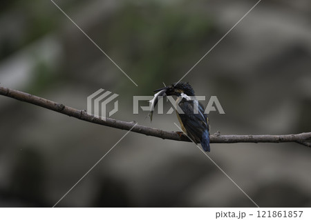 獲物を捕獲して枝に止まるカワセミ 121861857