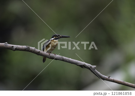 枝に止まるカワセミ 121861858