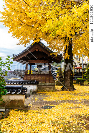 教宗寺の大イチョウの紅葉　【長崎市】 121861950