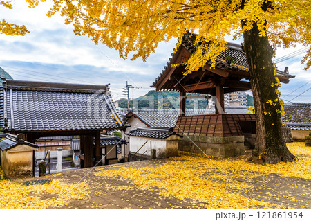 教宗寺の大イチョウの紅葉 【長崎市】 教宗寺の大イチョウの紅葉 【長崎市】 121861954